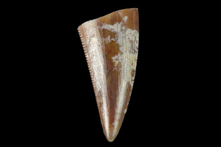 Serrated, Fossil Phytosaur Tooth - New Mexico #133308